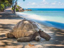 Tartaruga gigante na praia